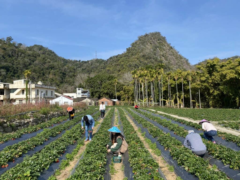 台灣當季水果都從哪裡來?必吃產地排行榜大公開!